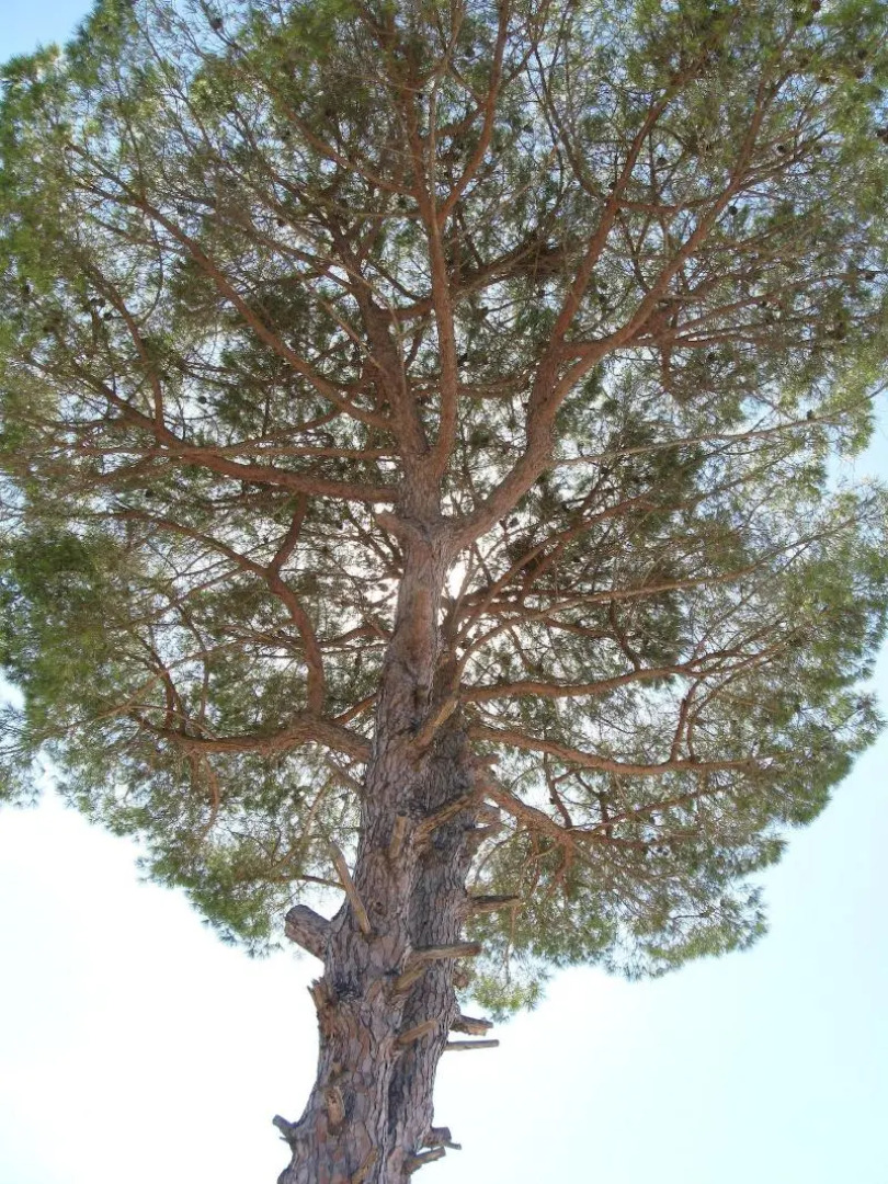 Bed & Breakfast Villa Rita