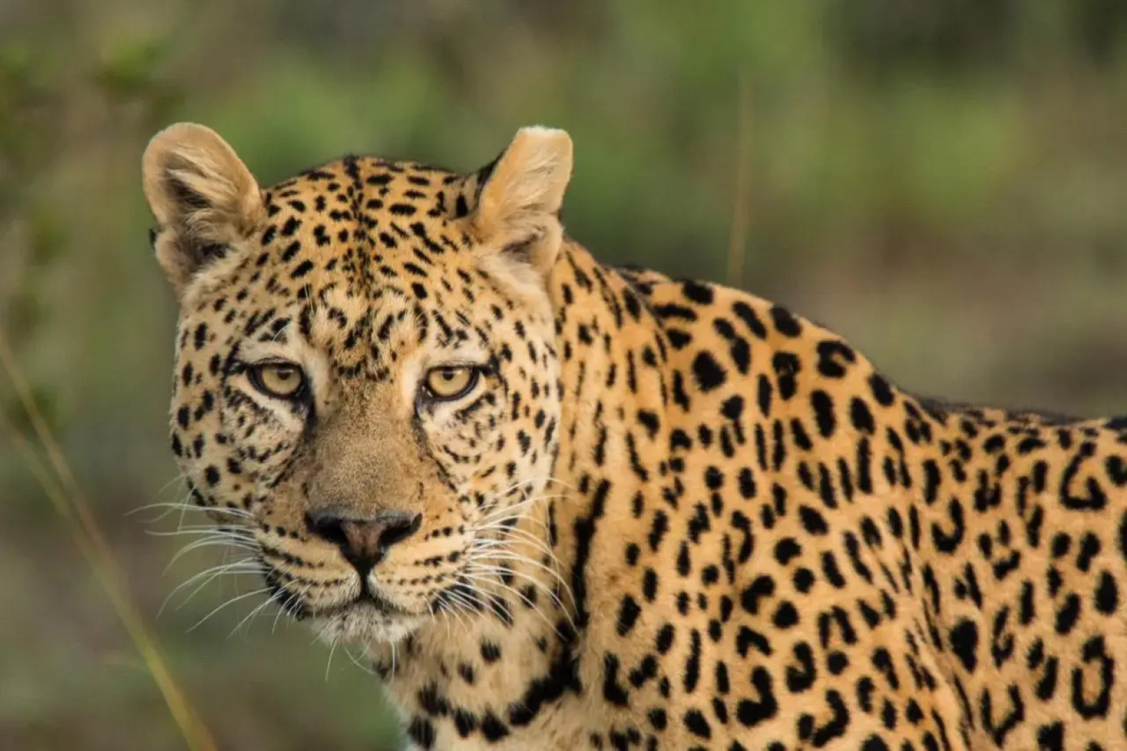 Pumba Private Game Reserve