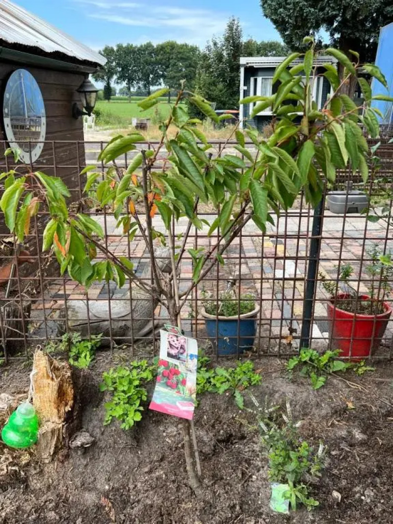 TinyHOuse Chalet Le JasOn