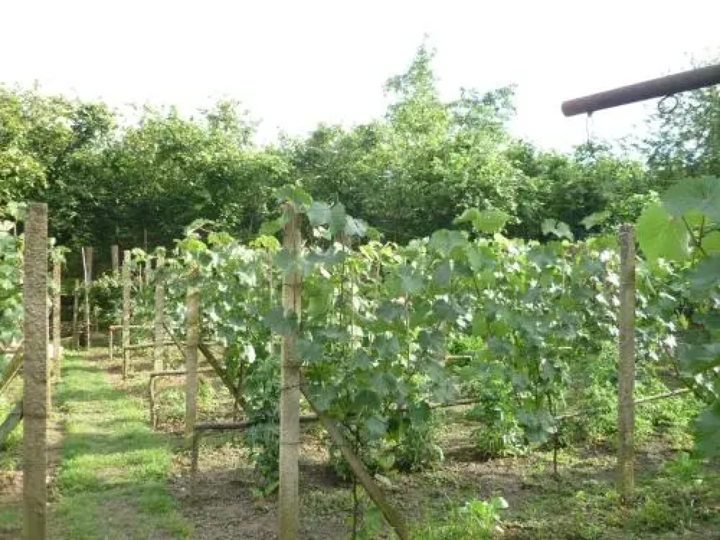 Giorg House Darcheli