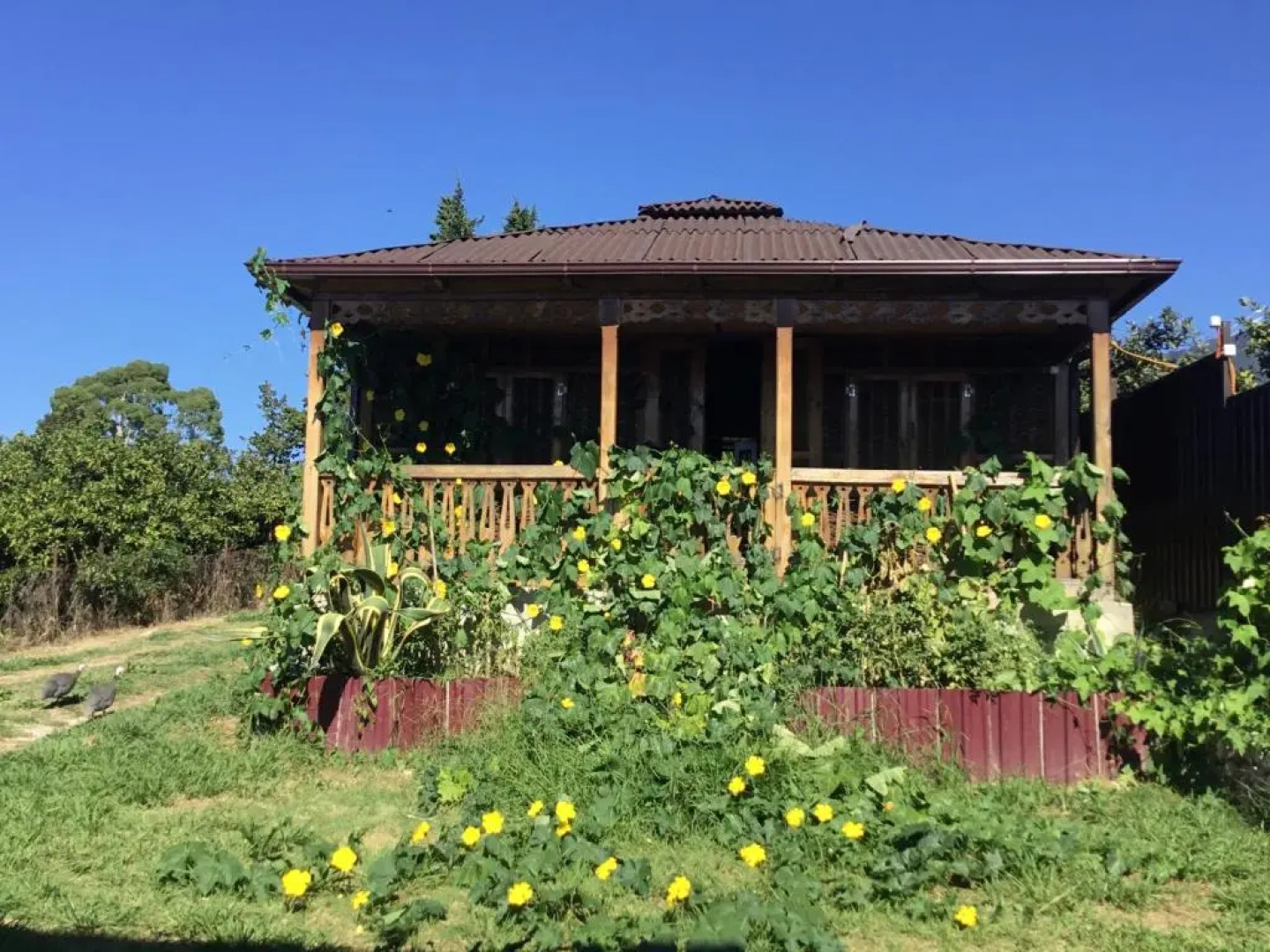 Psyrtskha Guest house