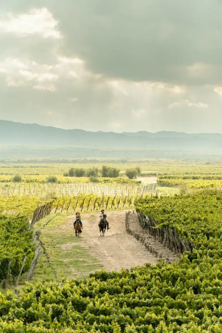 Rosell Boher Winery Lodge & Spa