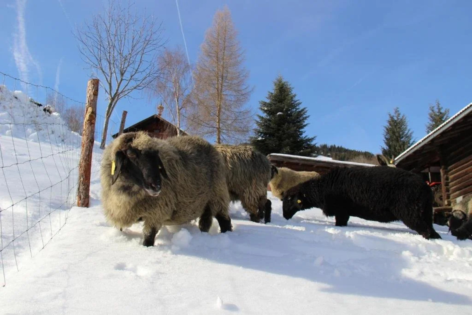 Ferienwohnung Mitterleithengut