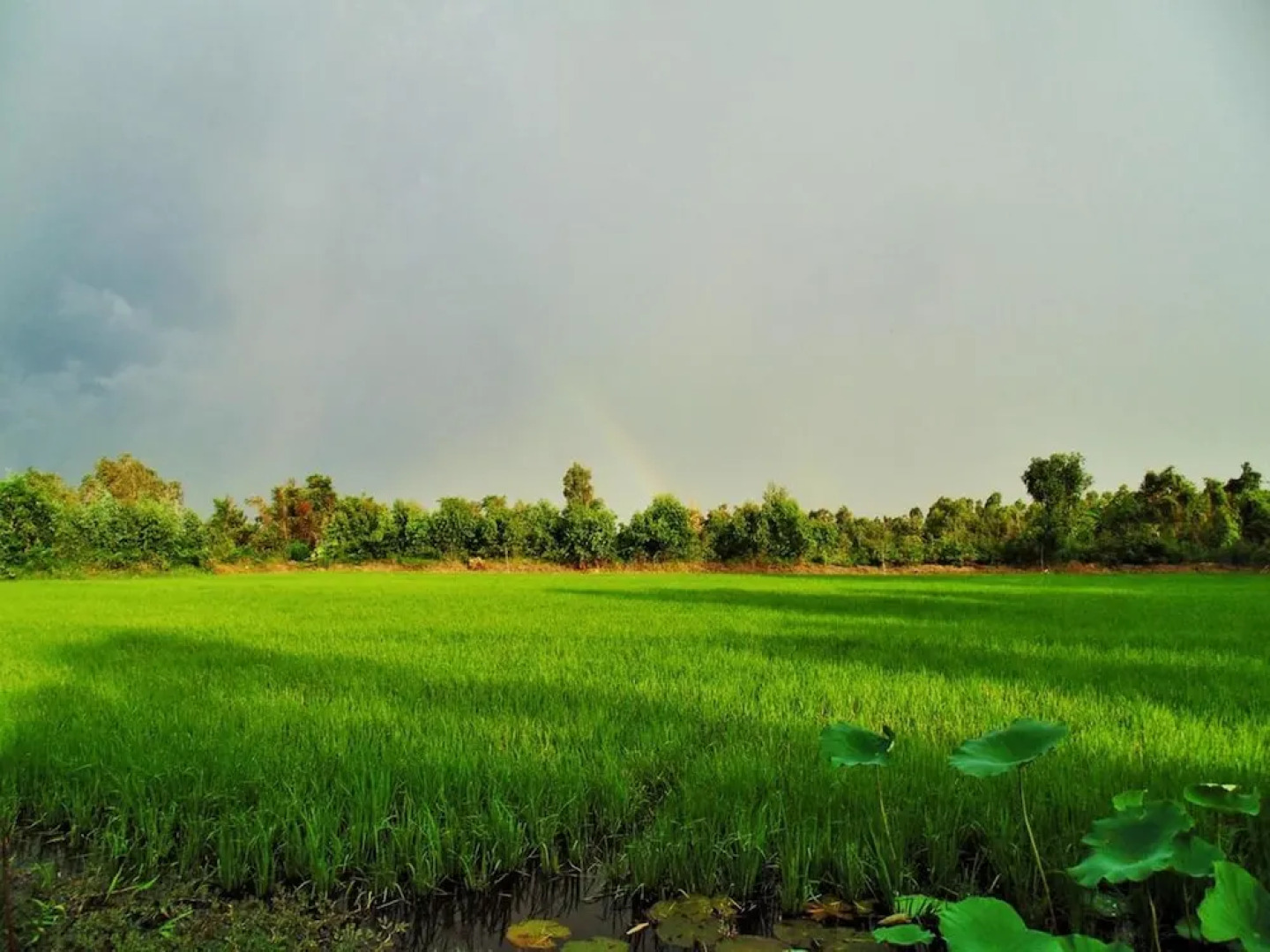 Hai Lua Homestay (Lotus Lake Homestay)