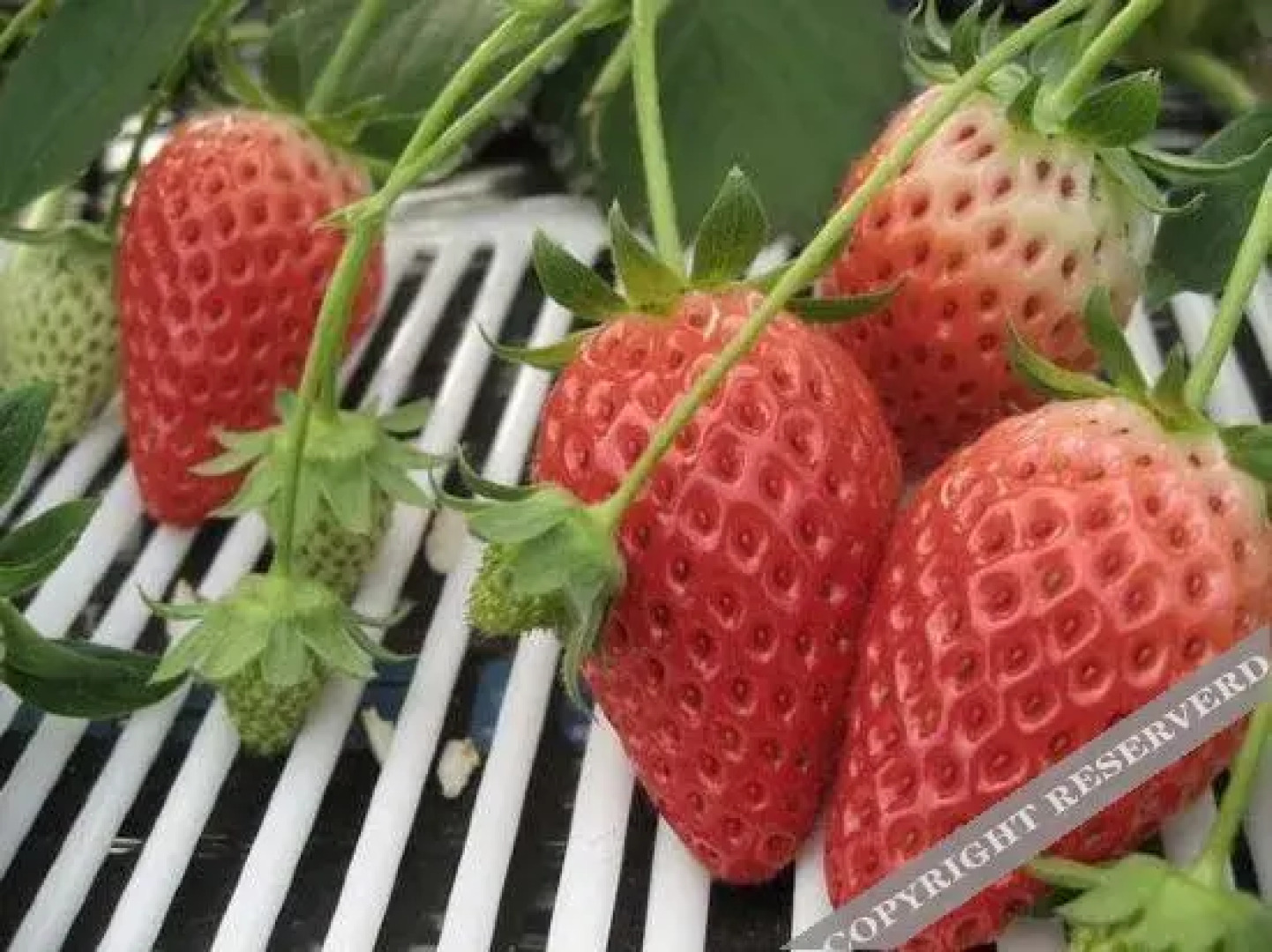 Chichibuojikano Onsen Ryokan Ryozampaku