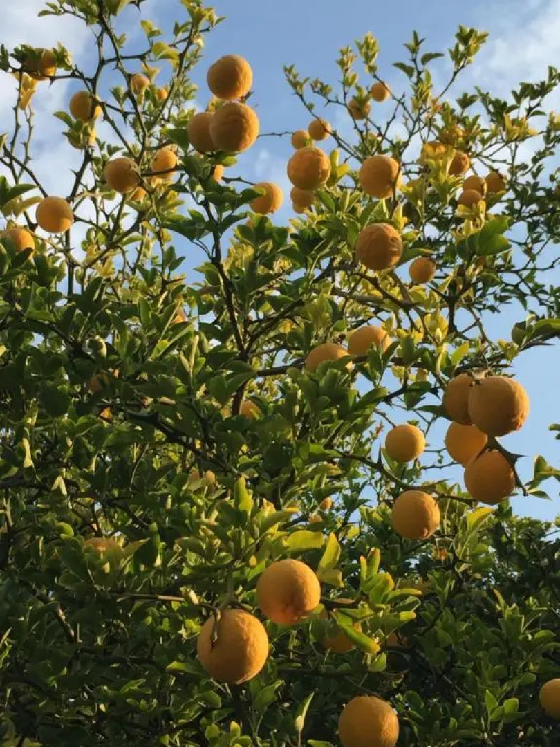 Eckhardt Vendégház