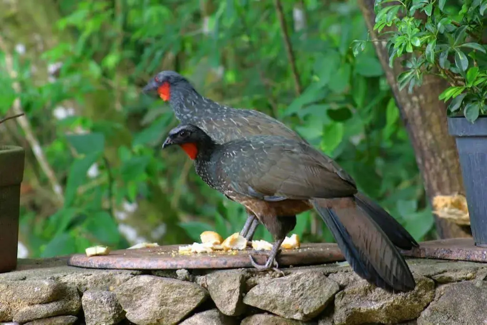 Pousada Candonga Da Serra Hotel