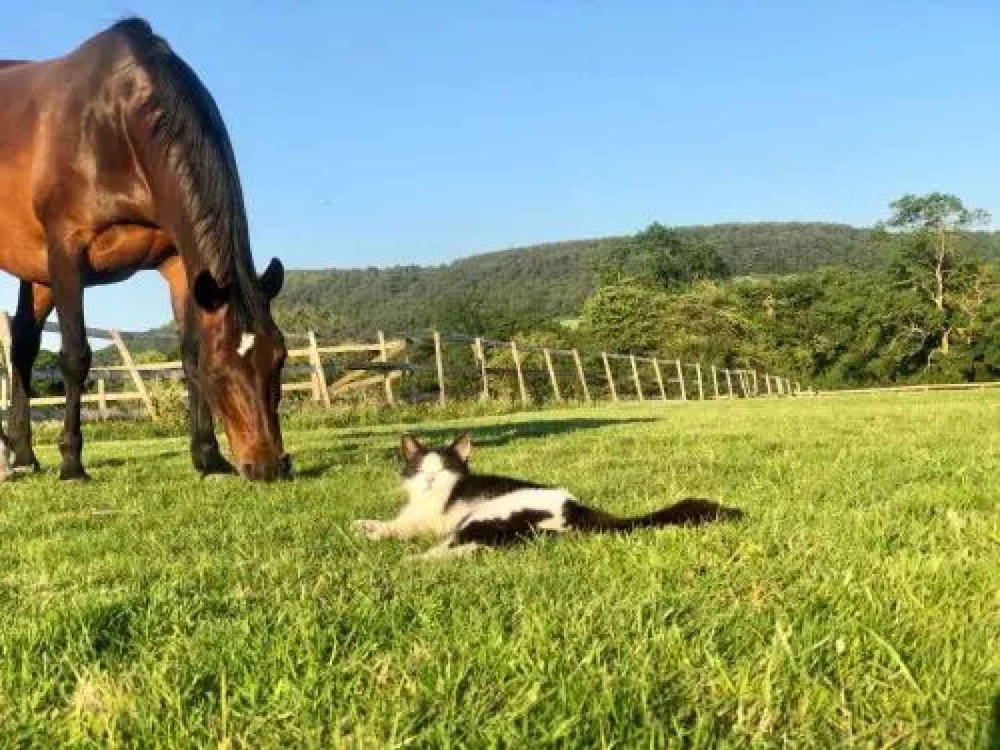 The Saddlery Cheshire