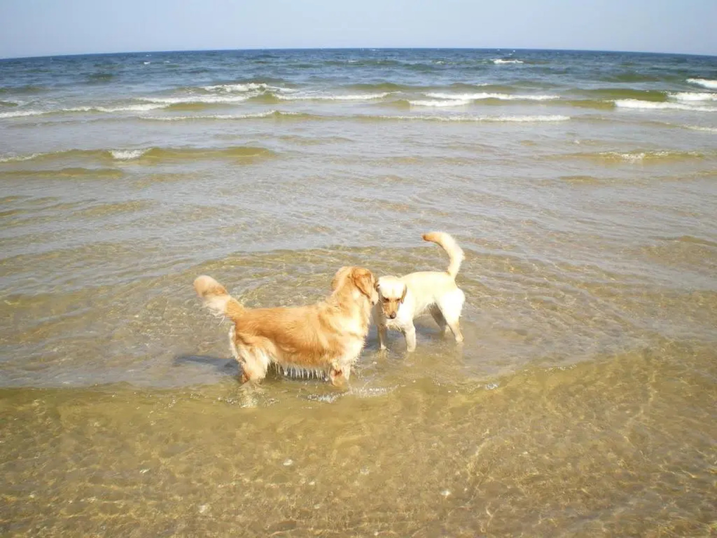 Ferienwohnungen Ückeritz - bei Familie Habben-Hollander