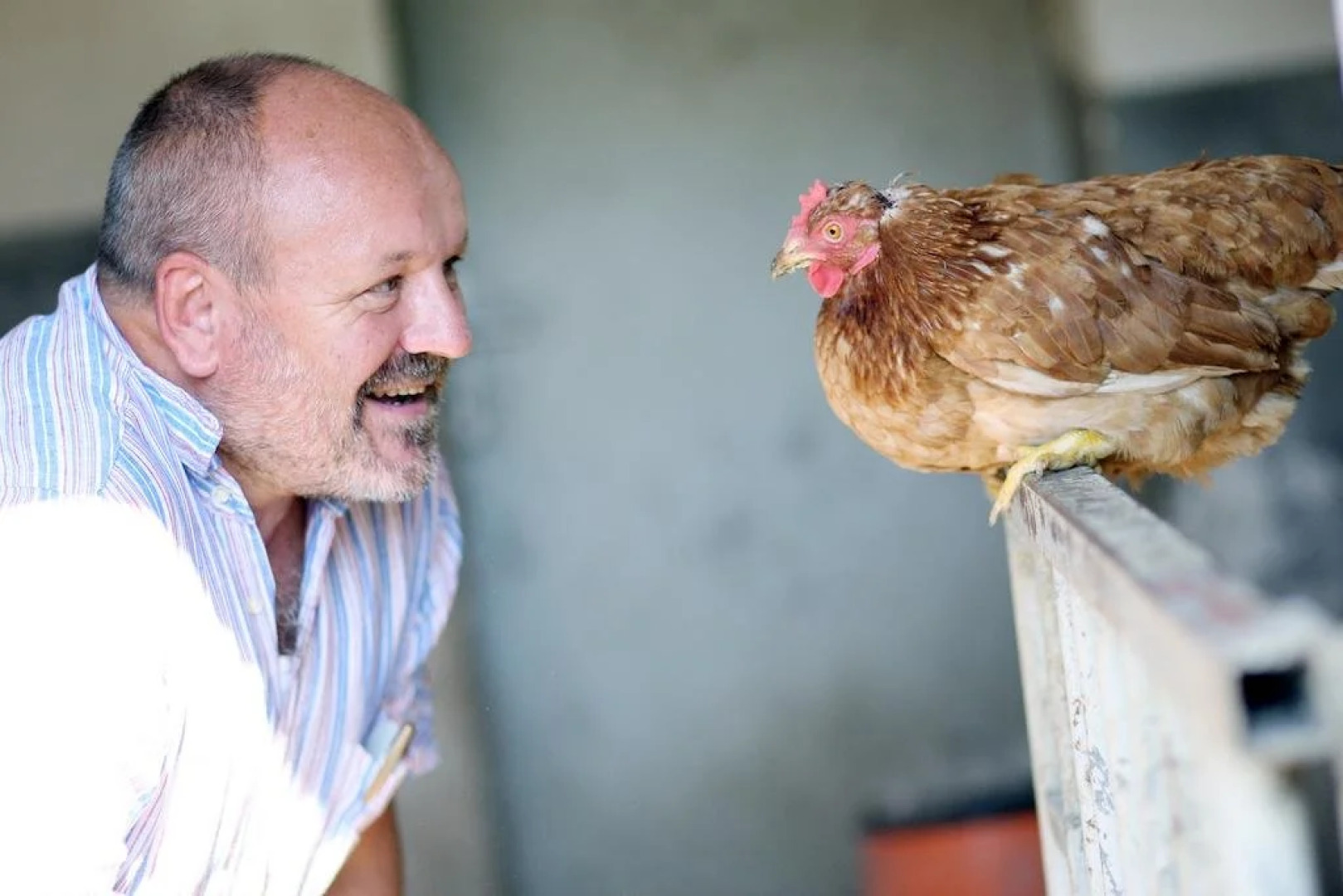 Perbersdorfer Heuriger