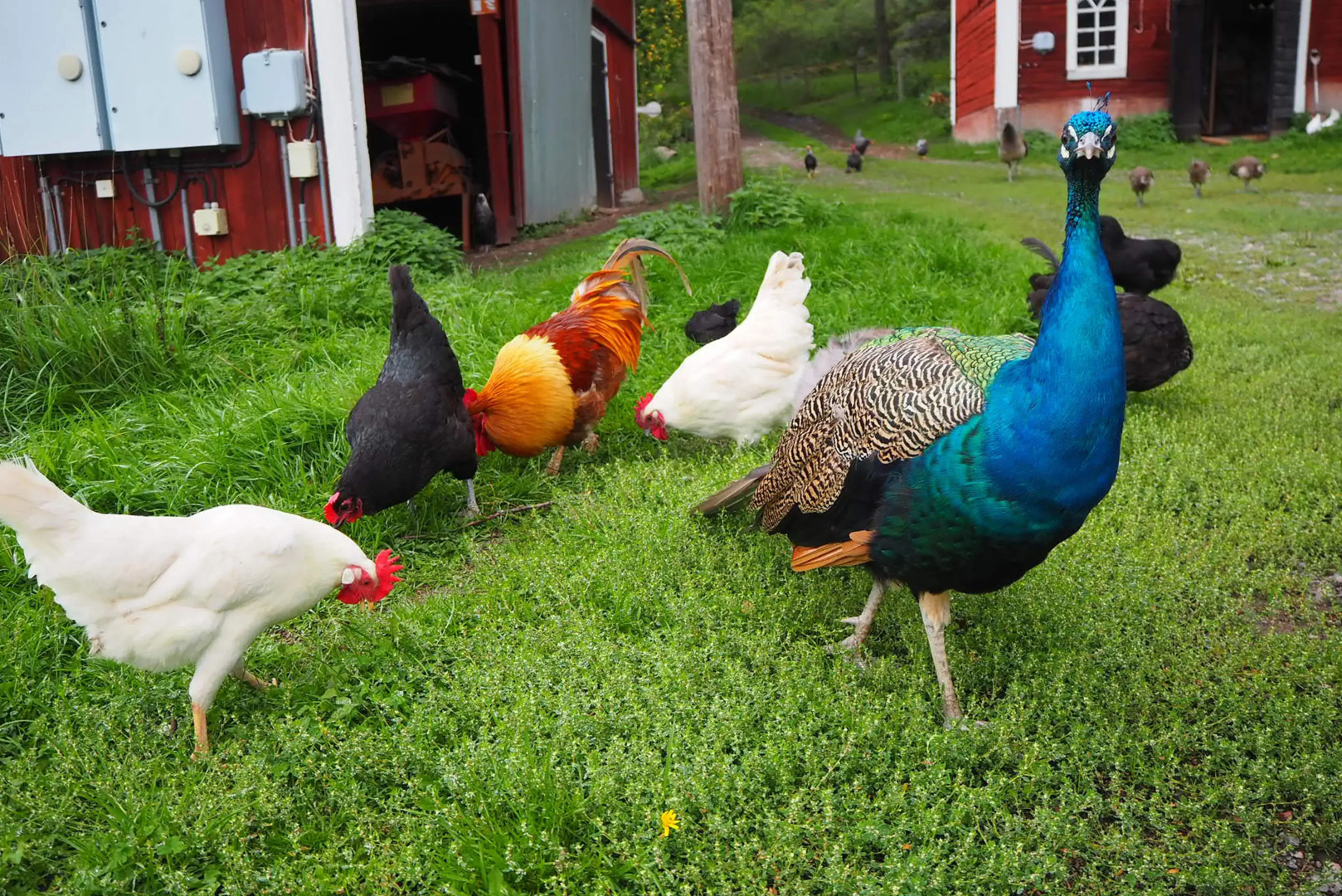 Häradssätter Gård