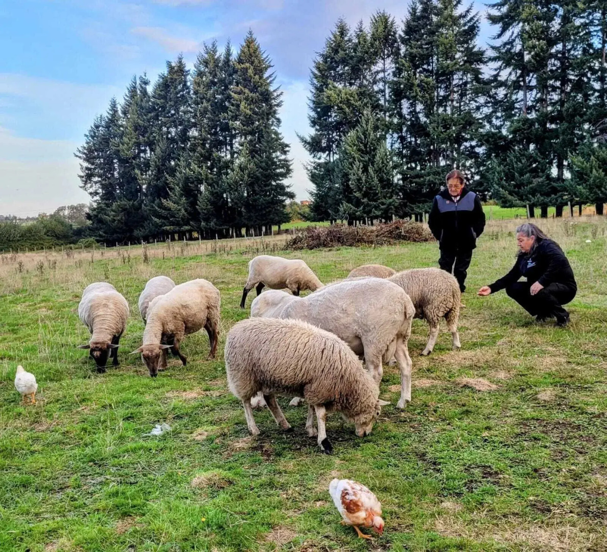 Cabañas Molino Viejo