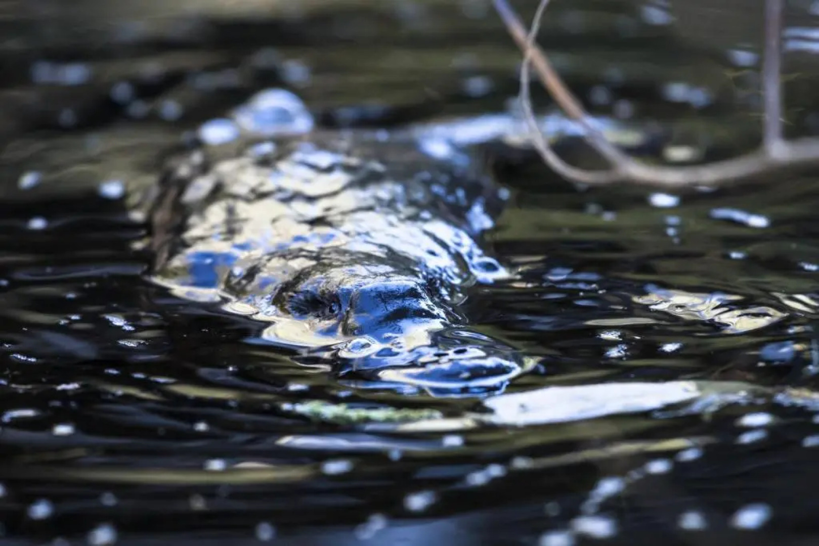 Cradle Gateway Chalets