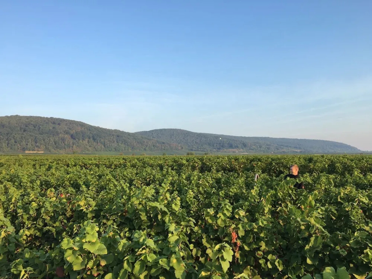 Alter Winzerhof Weisenheim am Berg e.K.