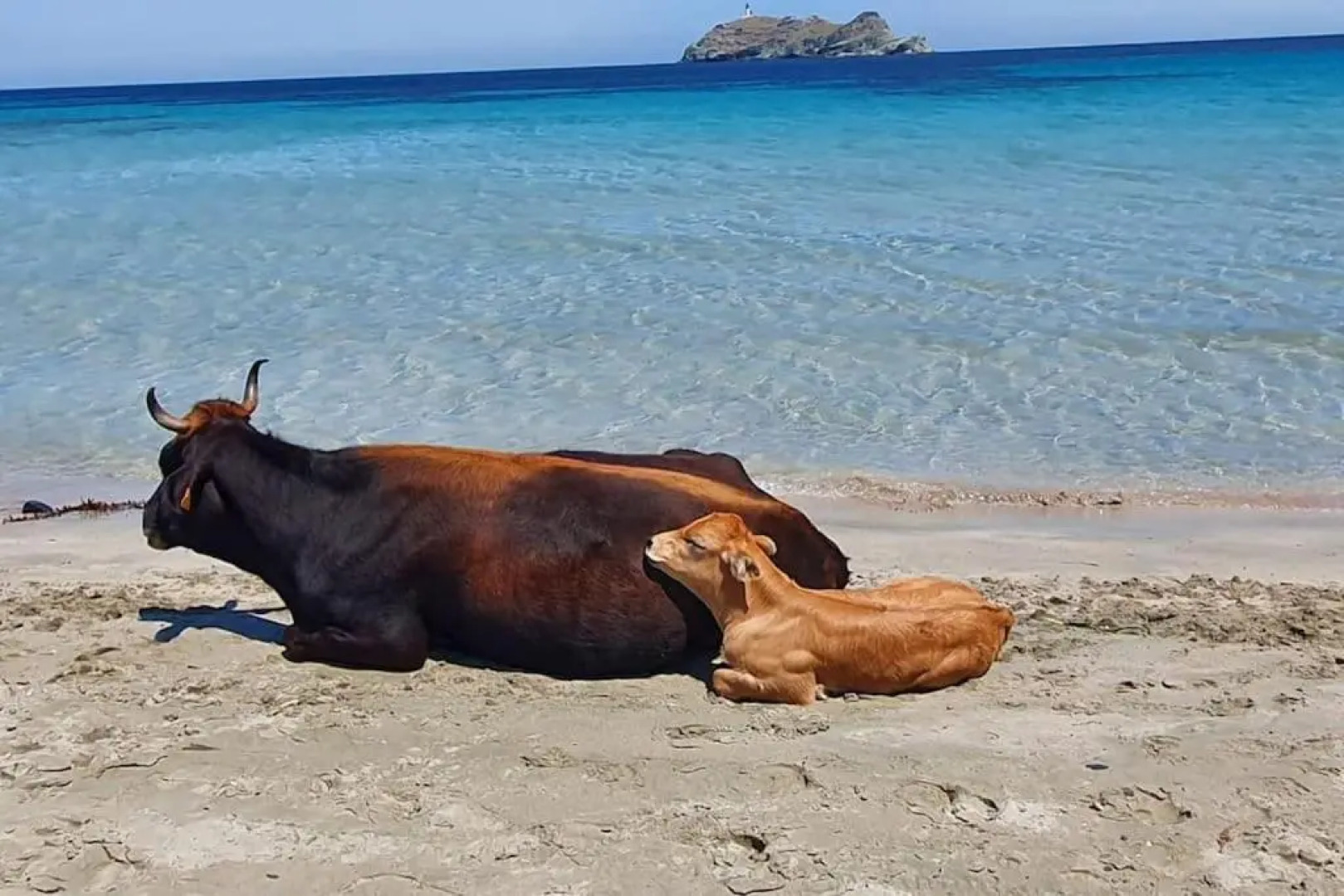 Rogliano Maison de charme avec vue panoramique