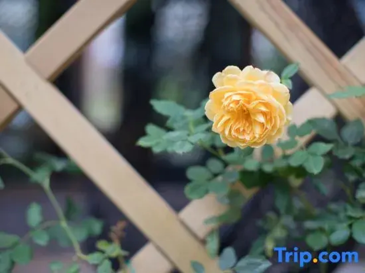 Tinghuatang Seaview Garden Inn
