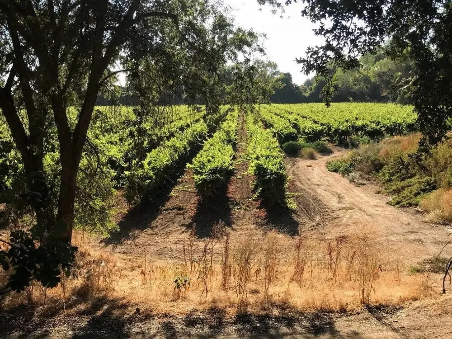 Tentrr - the Vineyard