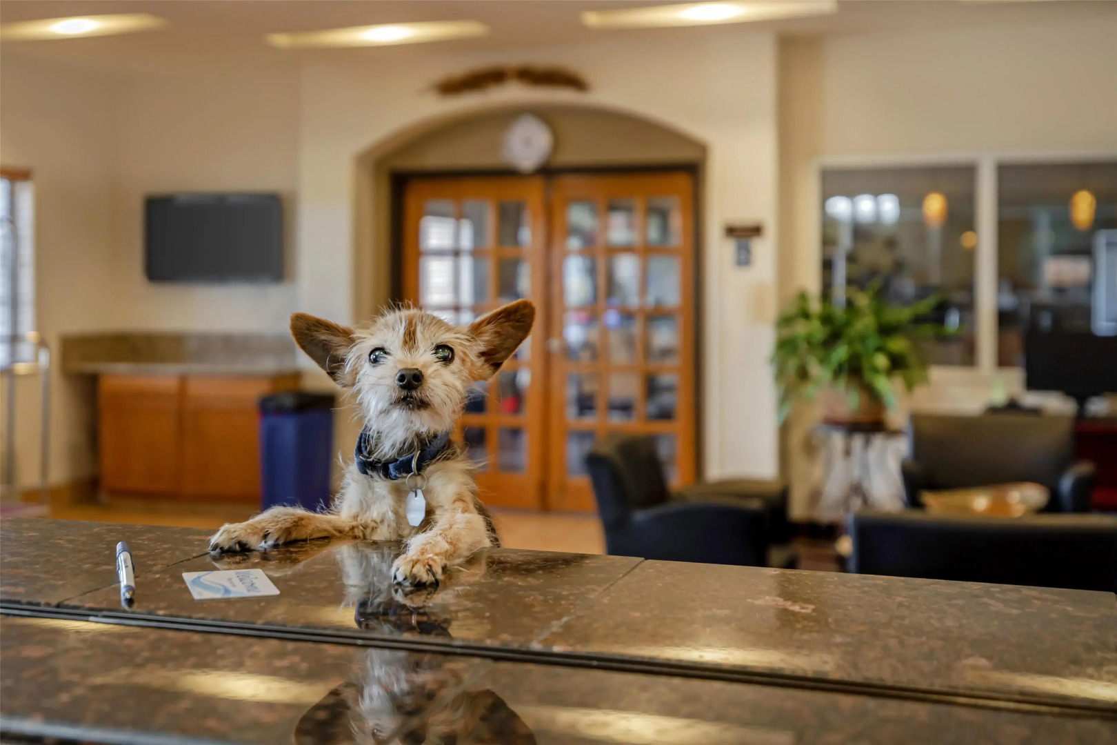 Best Western Firestone Inn & Suites