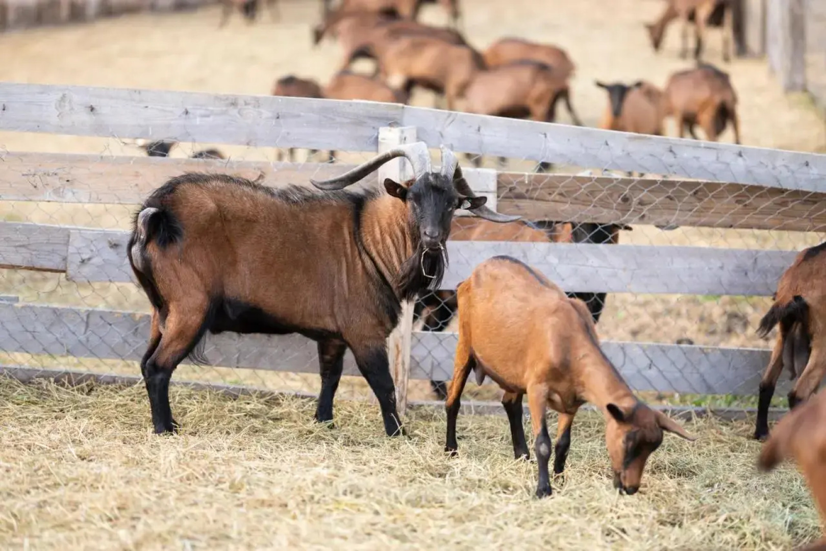 Potcoava Mountain Hideaway