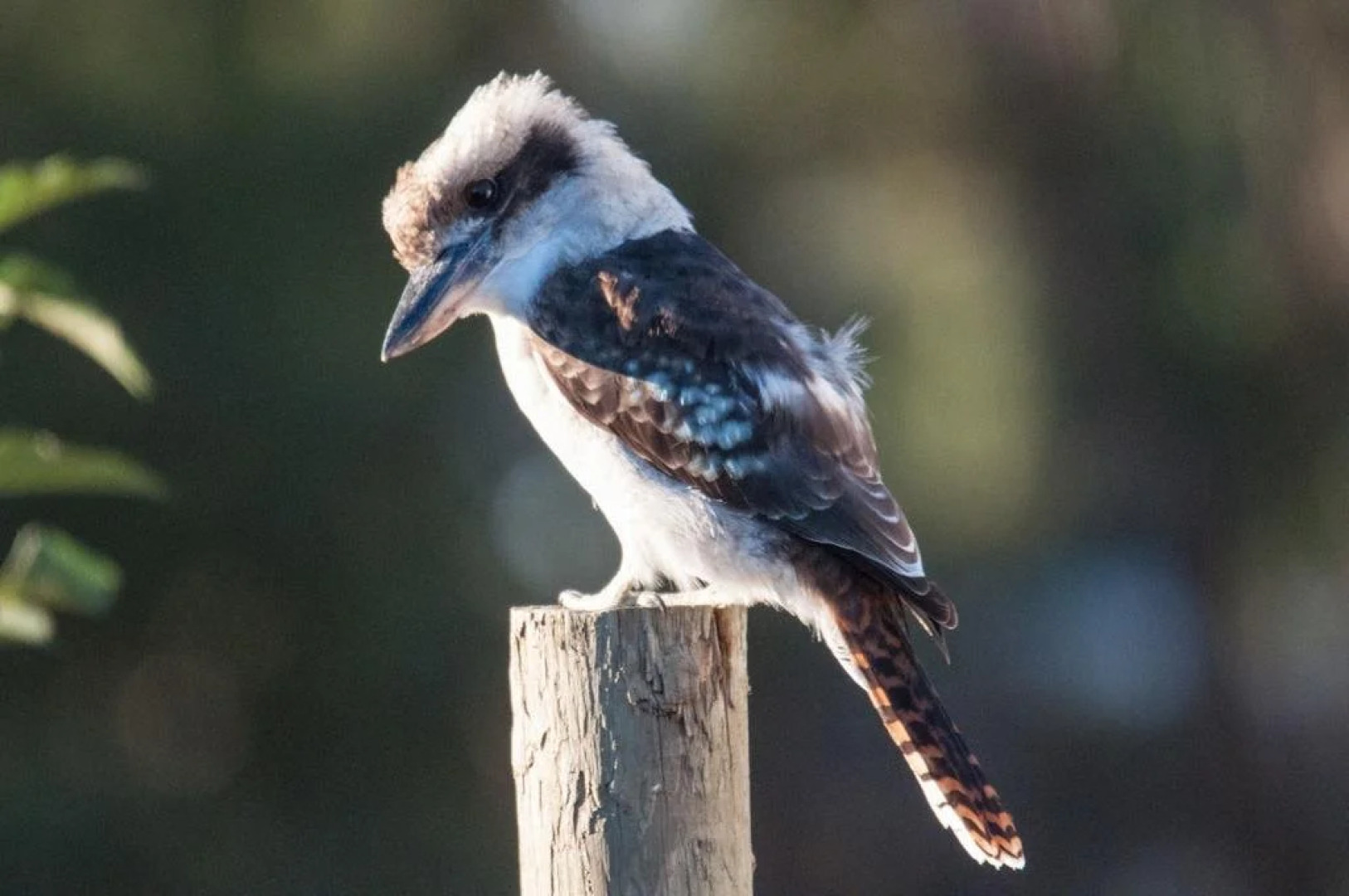 The Linden Bed and Breakfast