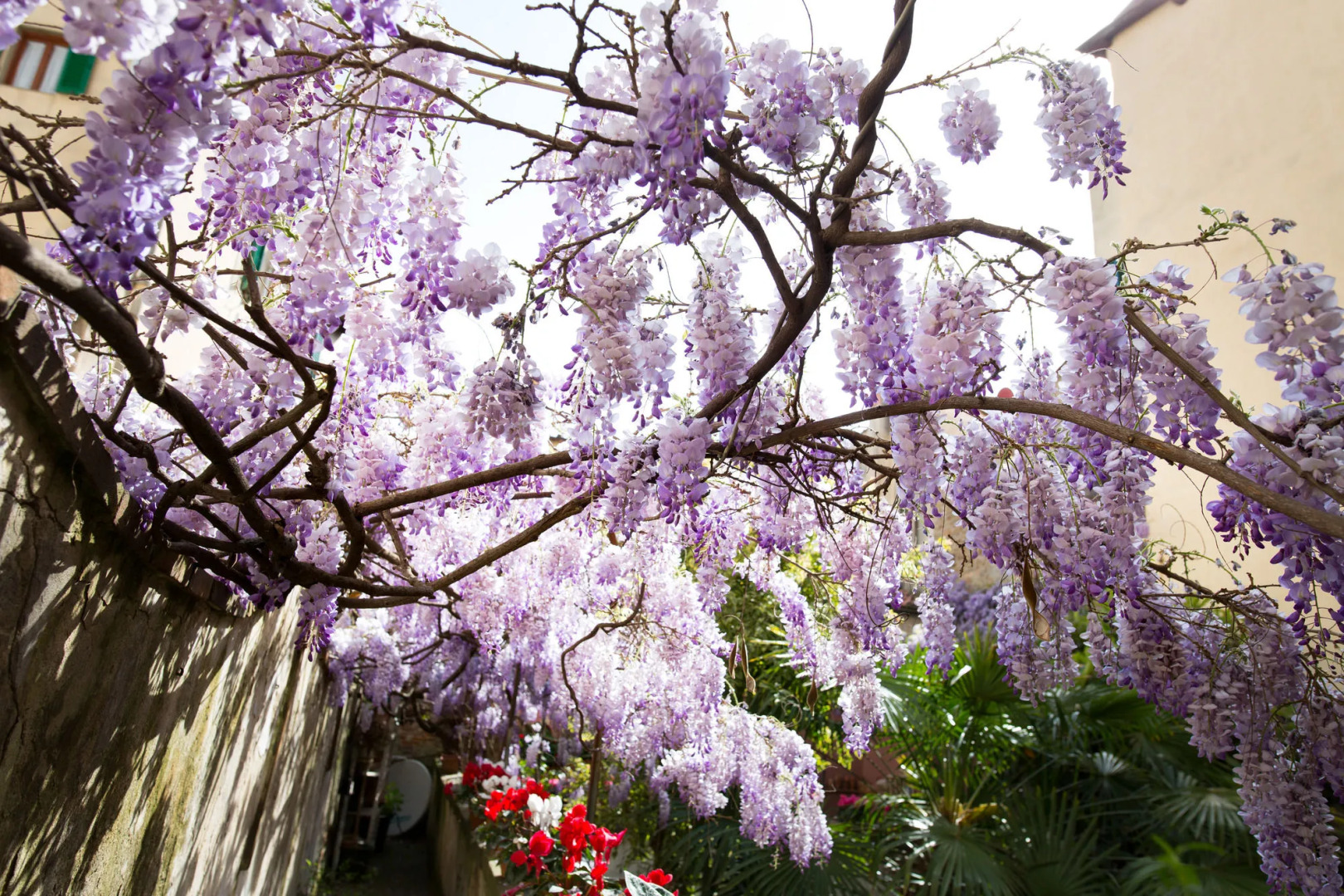 Locanda Orchidea - B&B