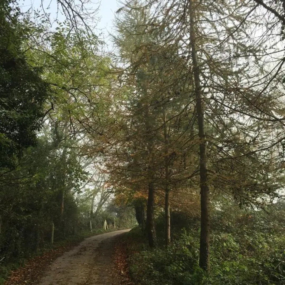 Pathways, Beachwood Cottage