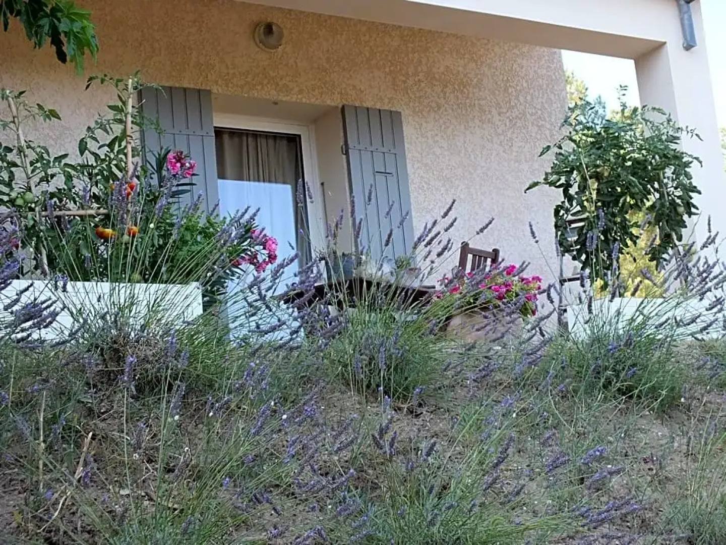 Une Ronce sous le Figuier