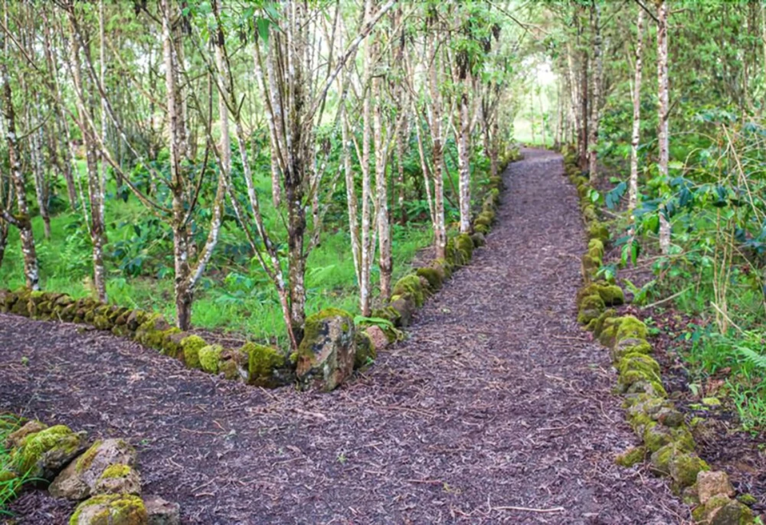 Semilla Verde Boutique Hotel