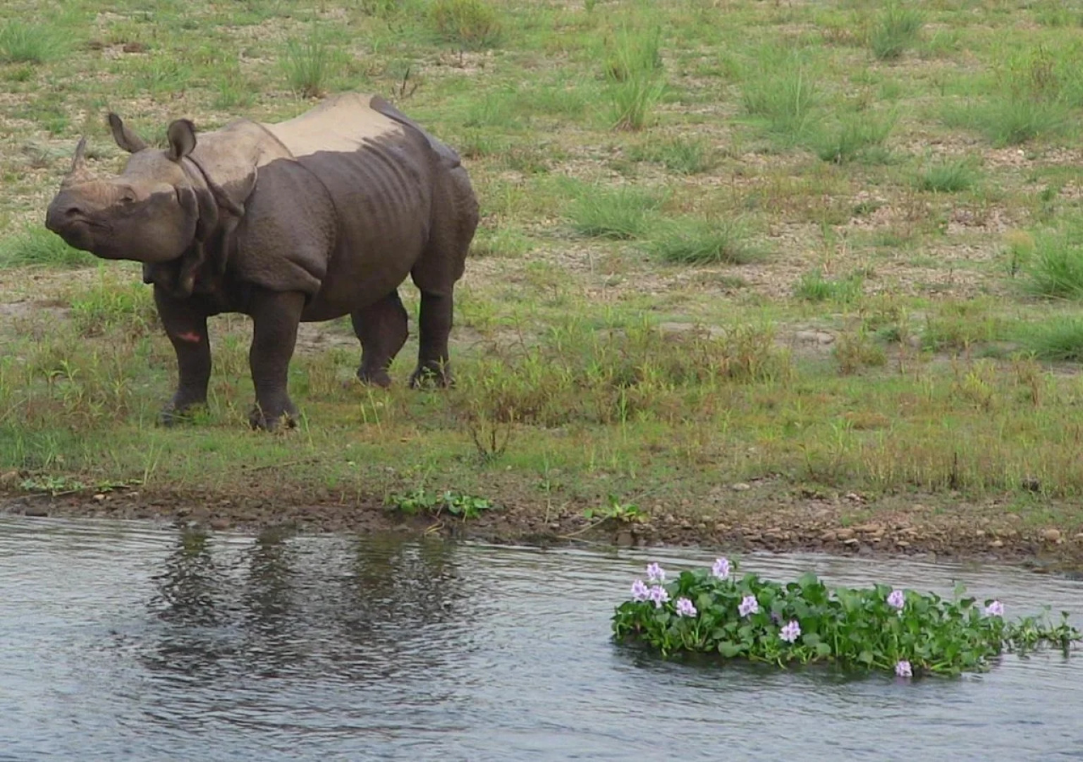 Hotel Chitwan Park Cottage