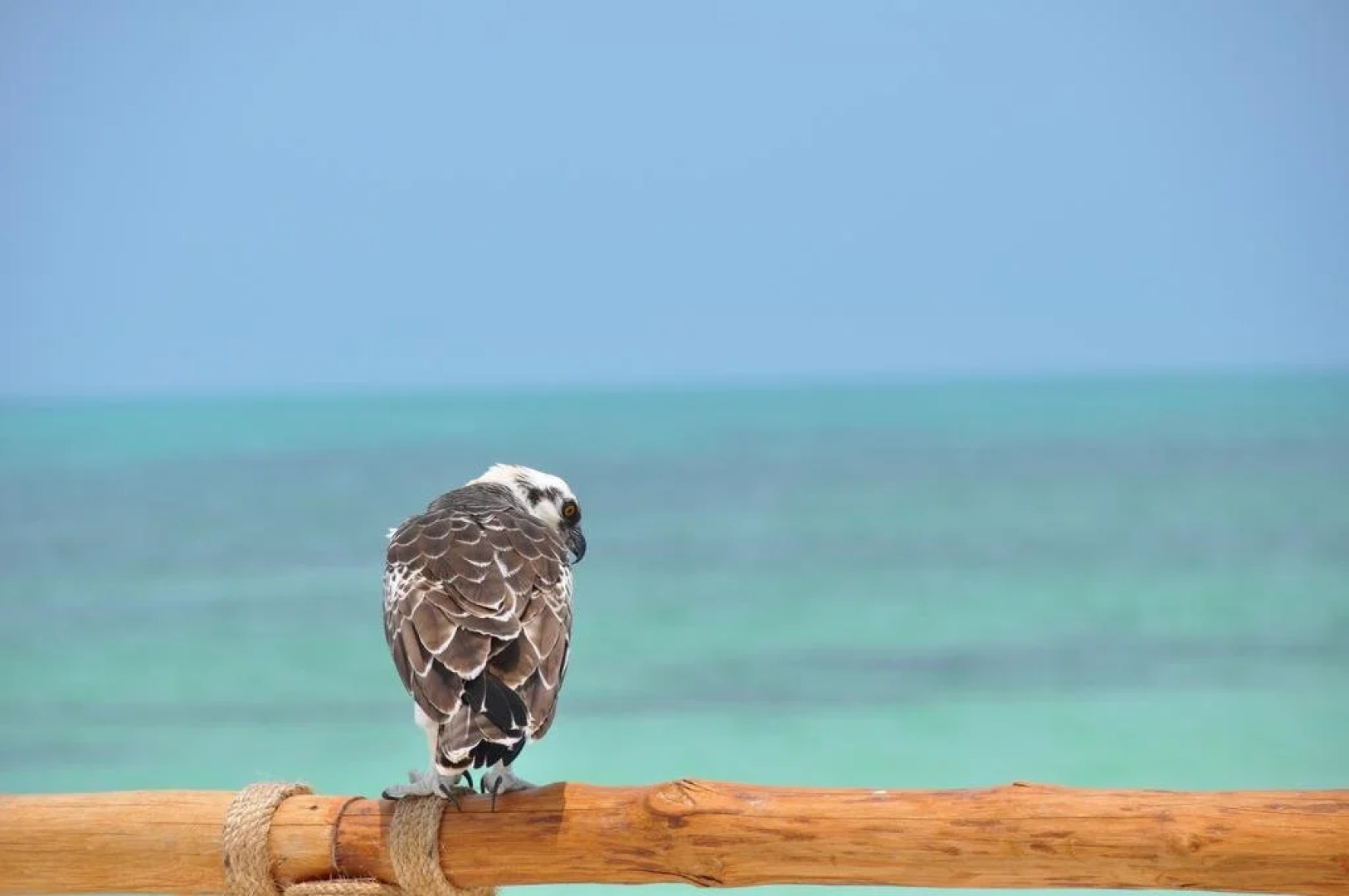 Casa Punta Coco & Beach Club