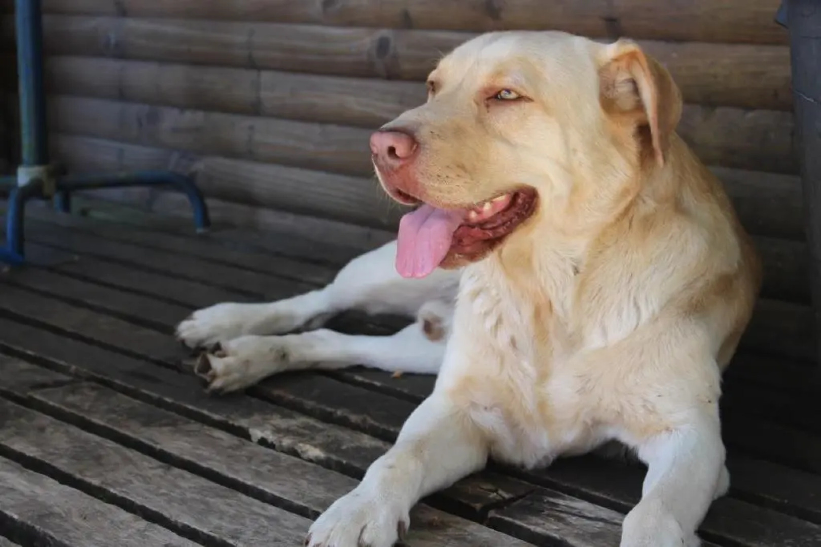 Cabaña Rustica Patagonia Chilena