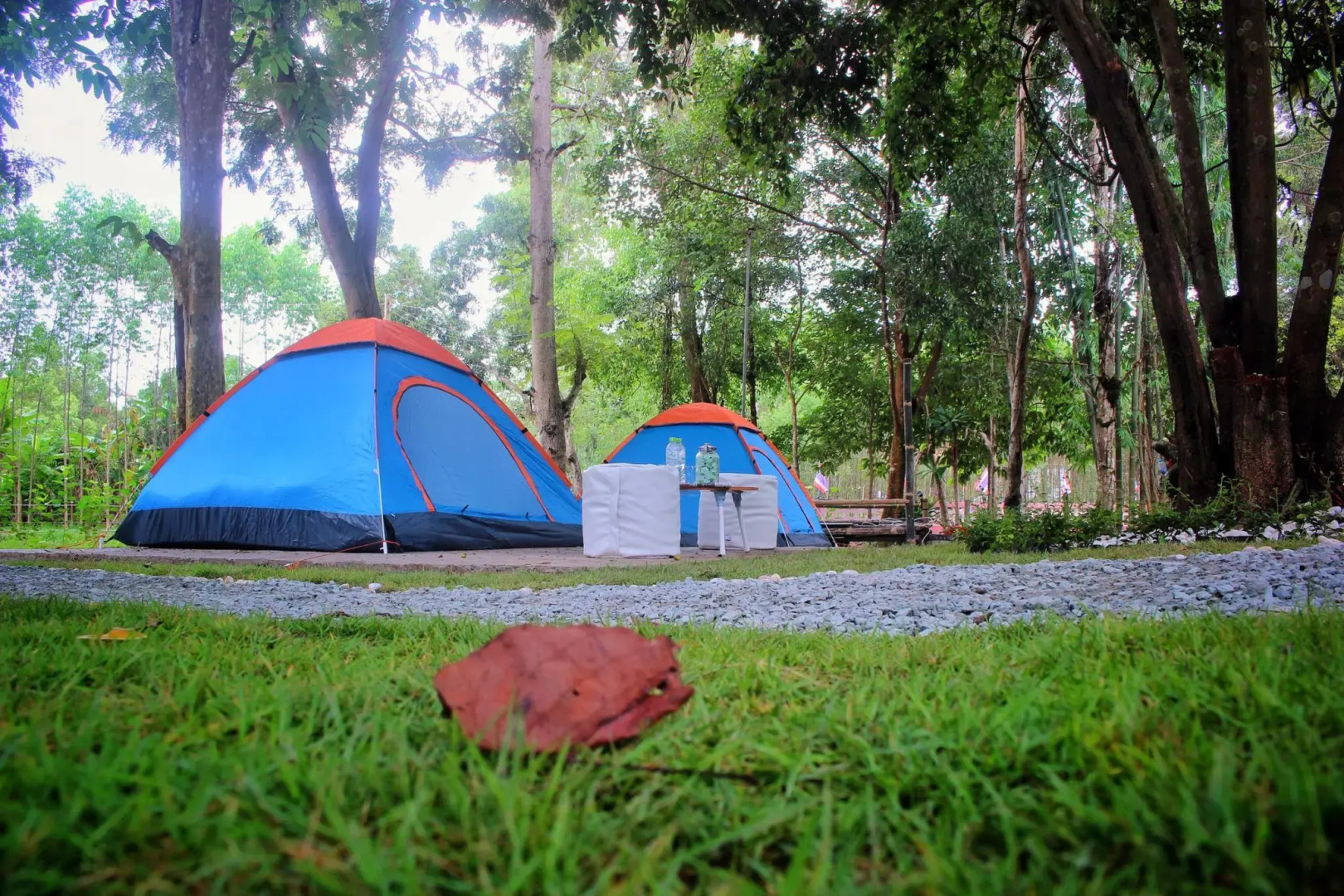 Mulberry at Pang Sita