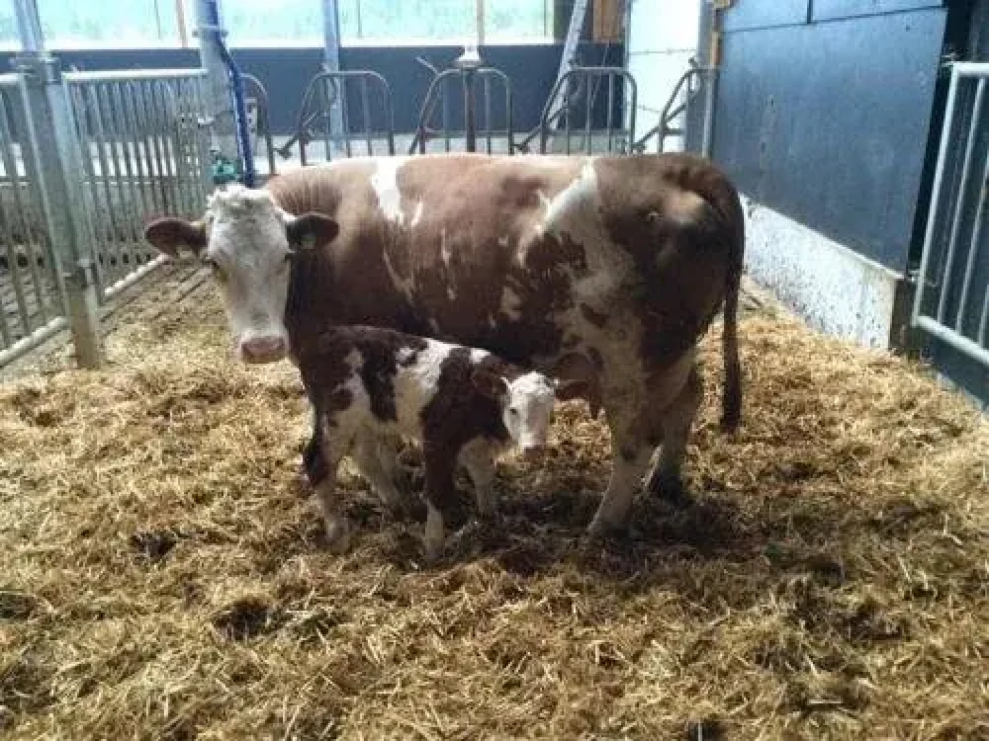 Almerhof - Waldferienhof Almer