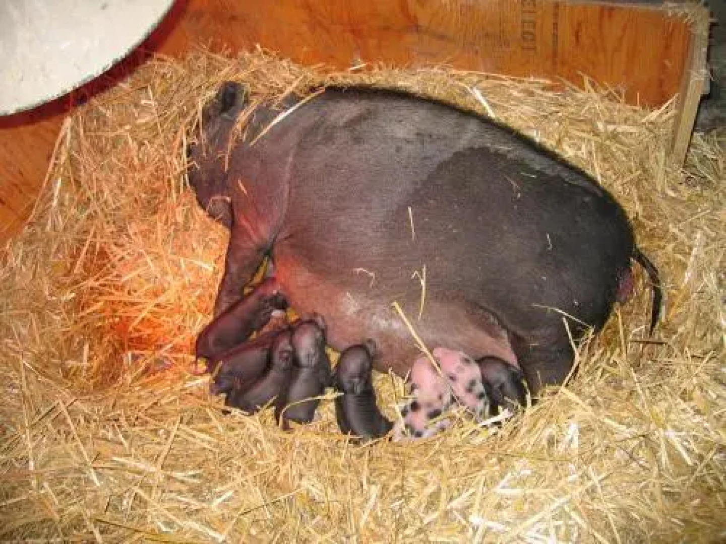 Locanda Corte Arcangeli