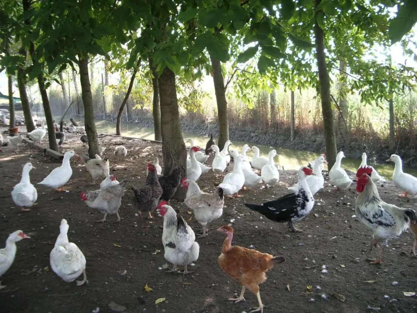 Agriturismo Antica Corte Cason