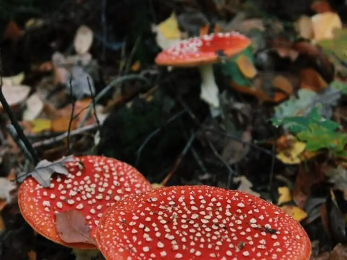 Peaceful Chalet Retreat