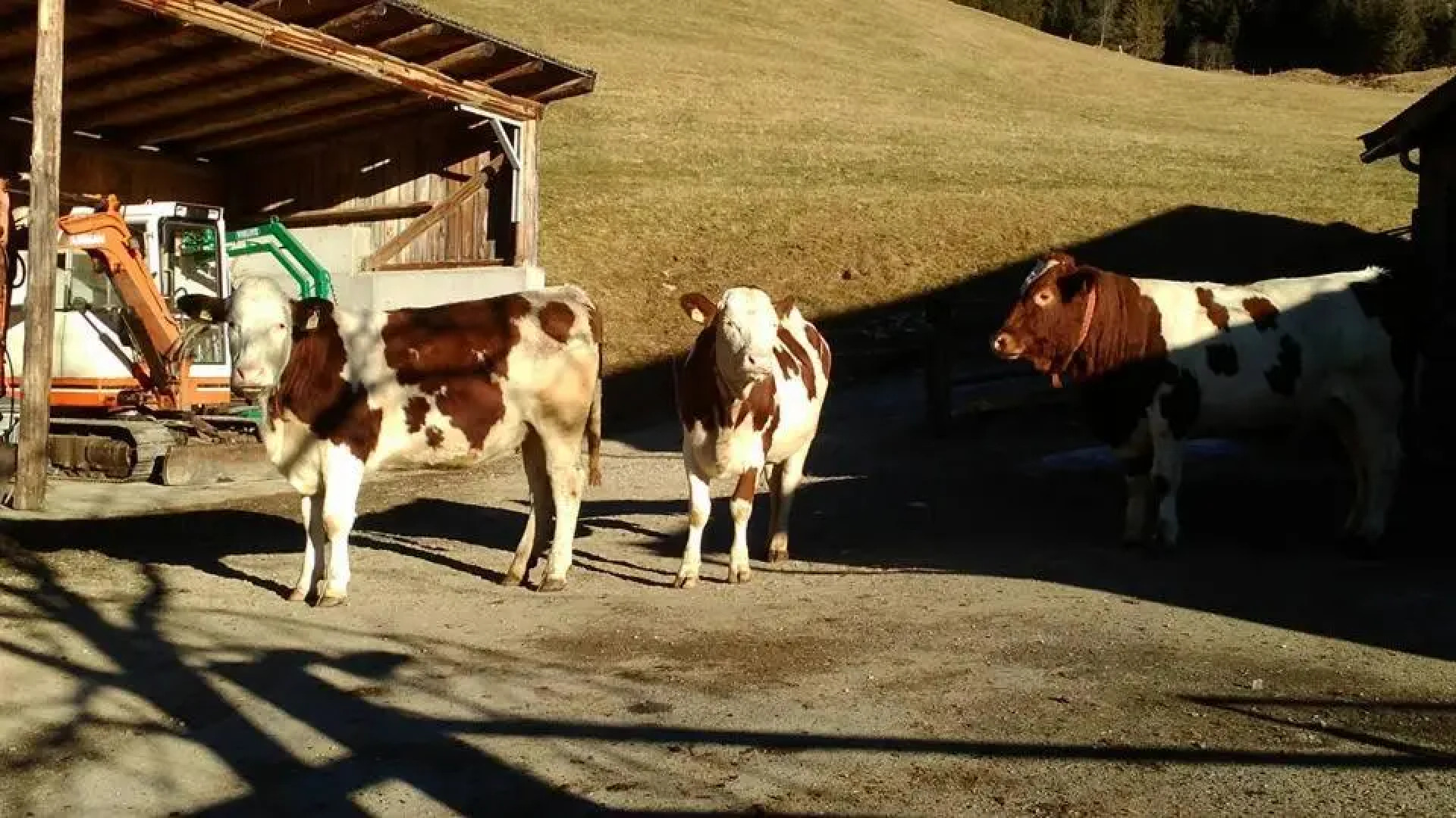Biobergbauernhof Brandenau