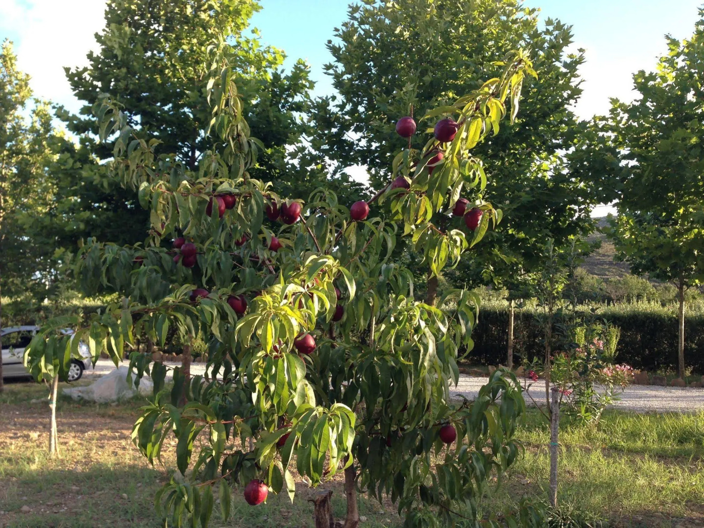 Villa Antonia Castellabate