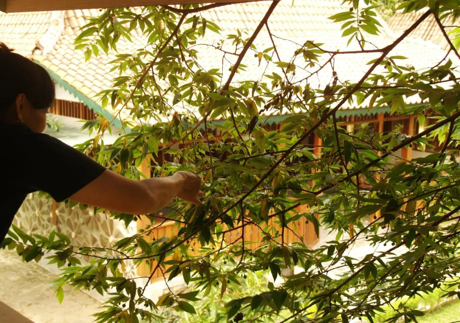 Mettaloka Guest House and Art Space