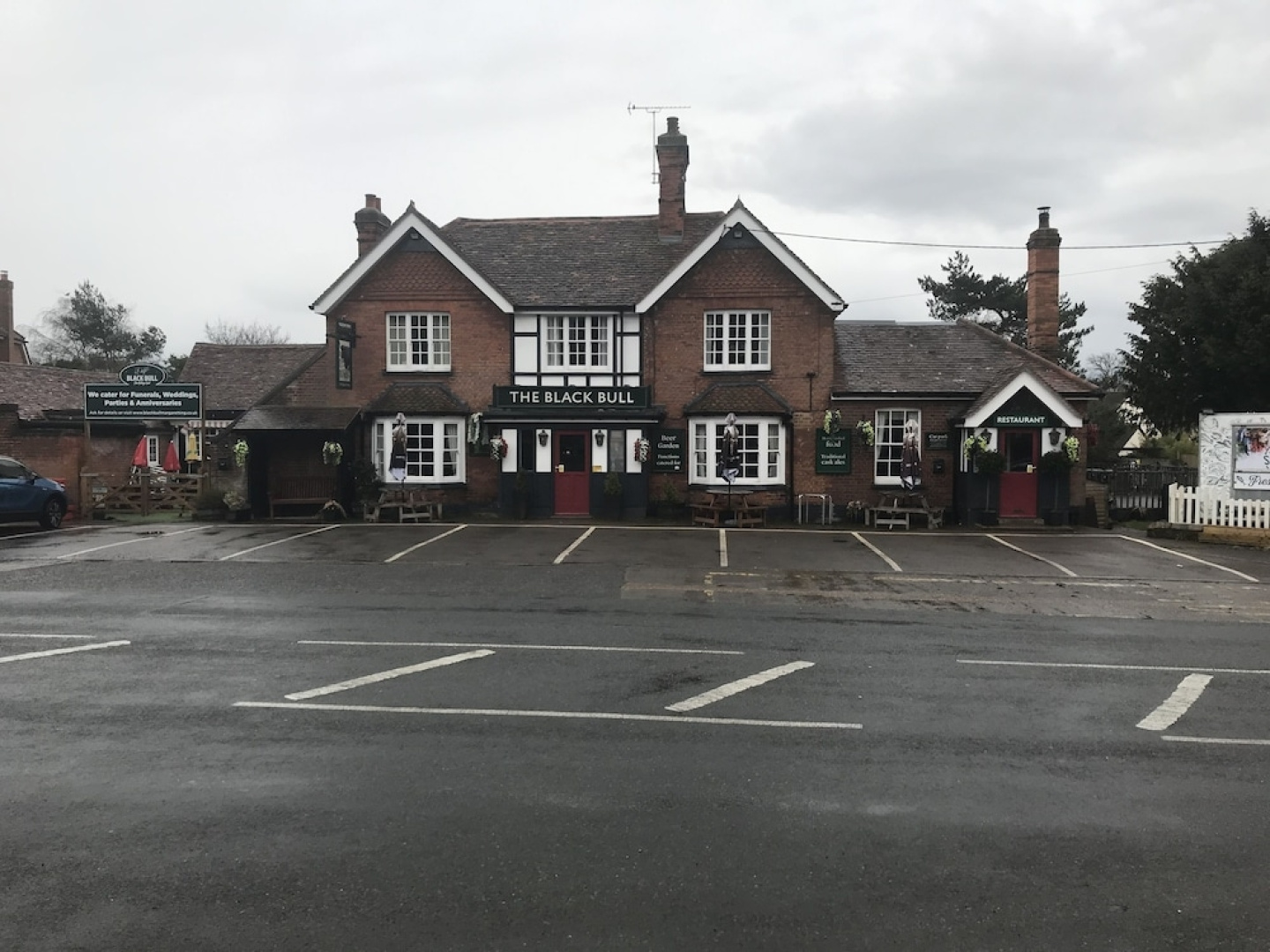 Black bull