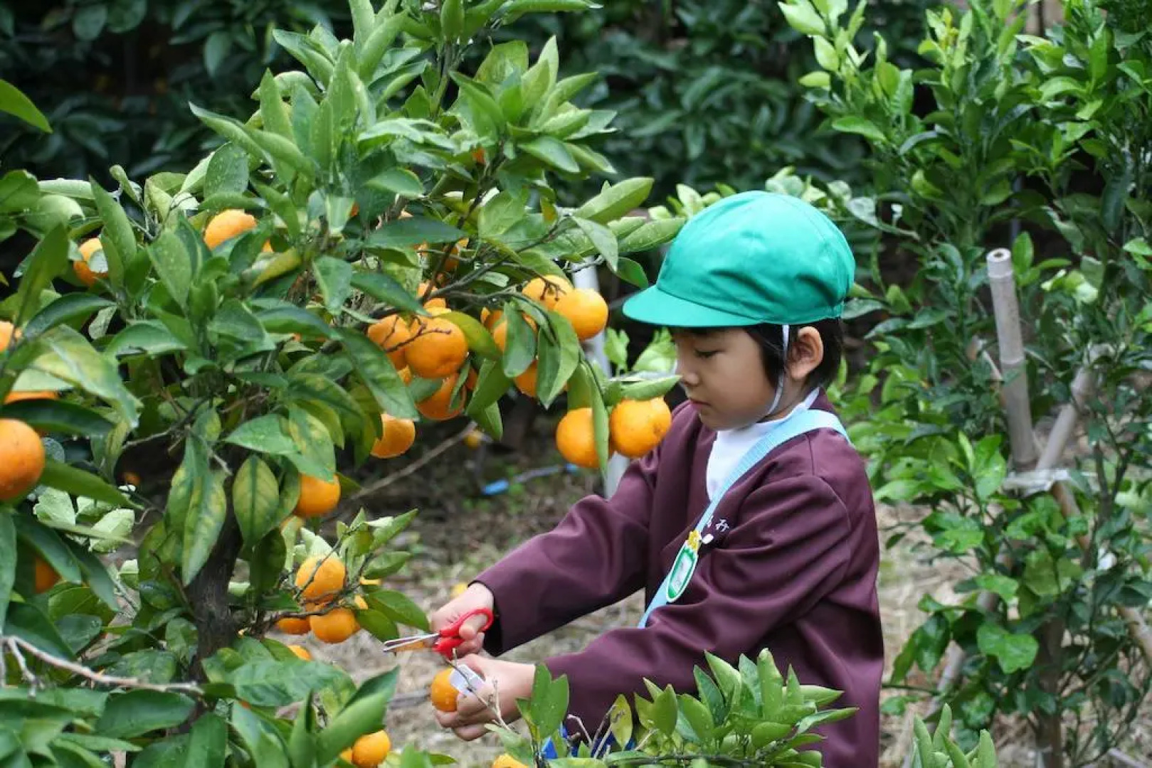 Kimiidera Onsen Garden Hotel Hayashi