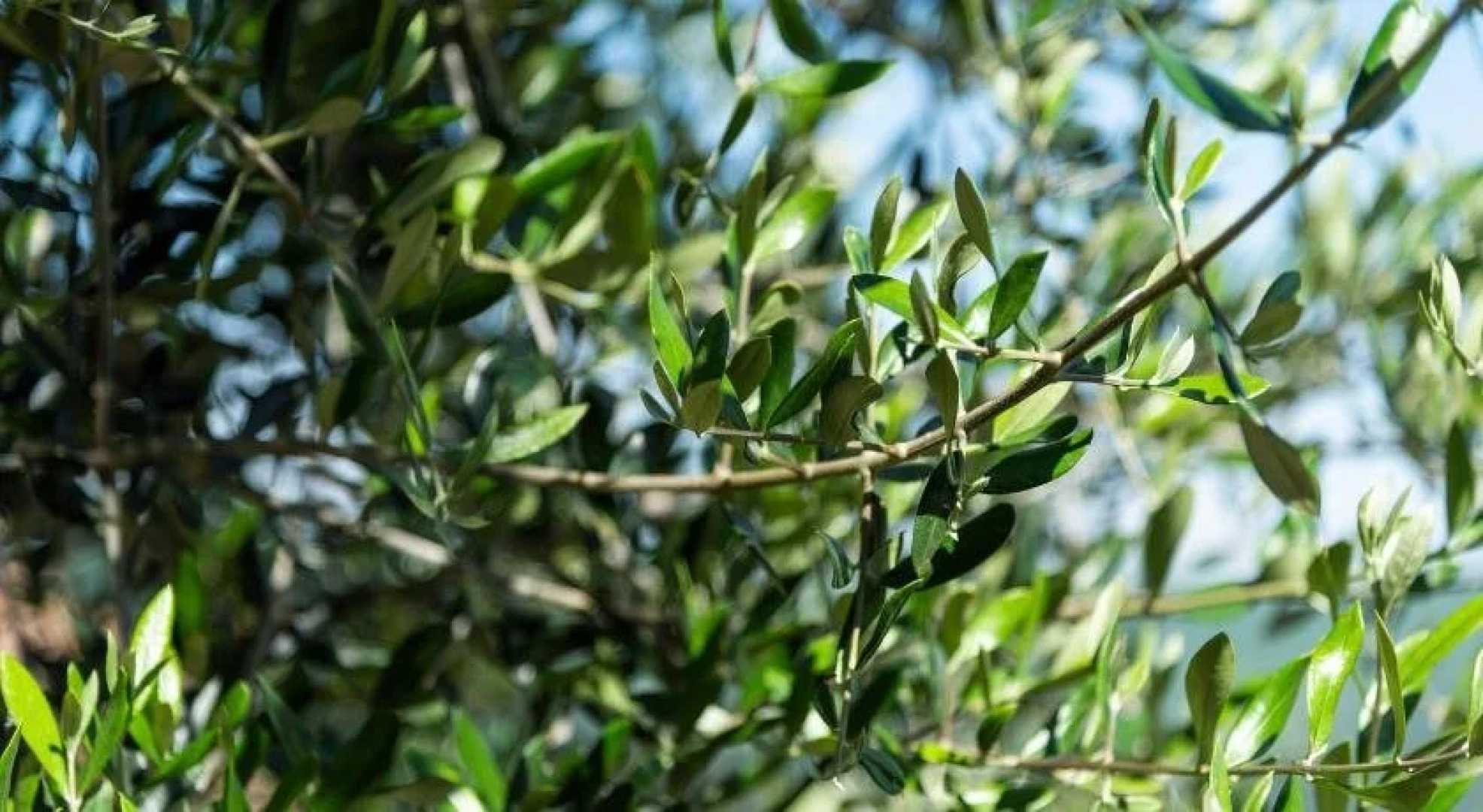 La Rimbecca Greve in Chianti