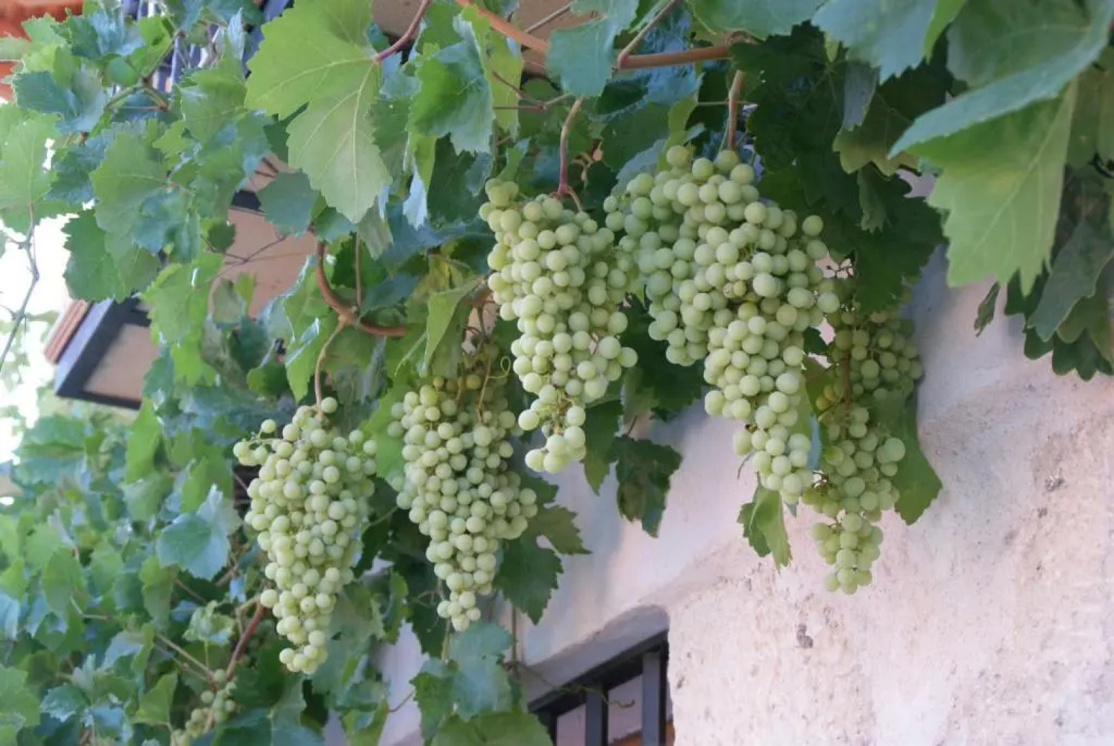 Dulce Encanto del Valle