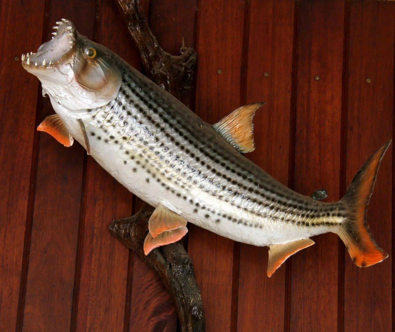 Shayamoya Tiger Fishing and Game Lodge