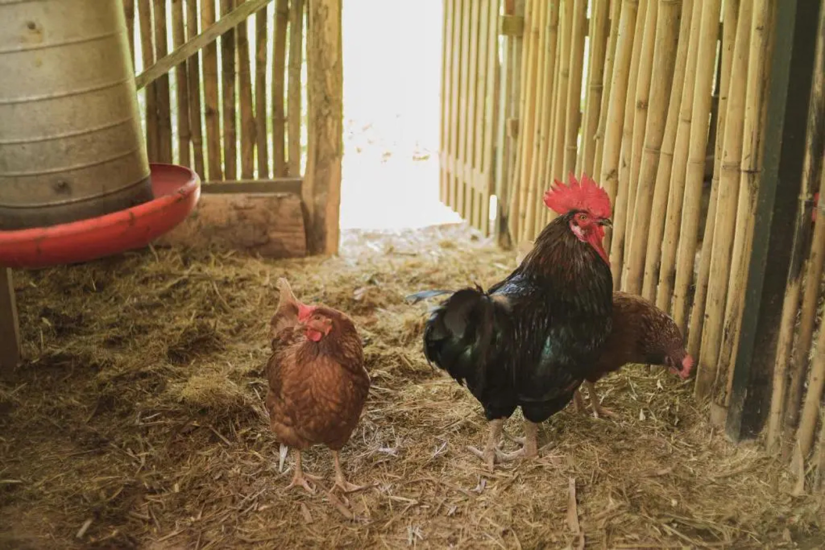 Fazenda Dos Cordeiros