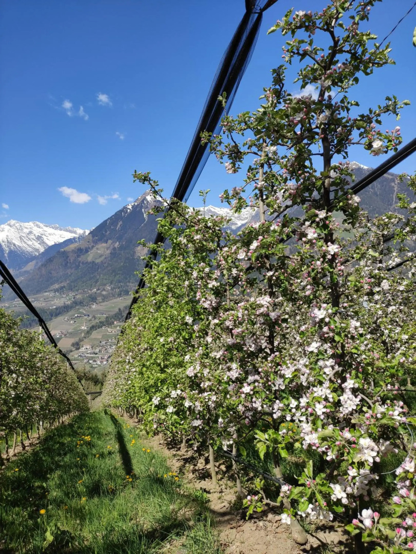 Prünsterhof Schenna