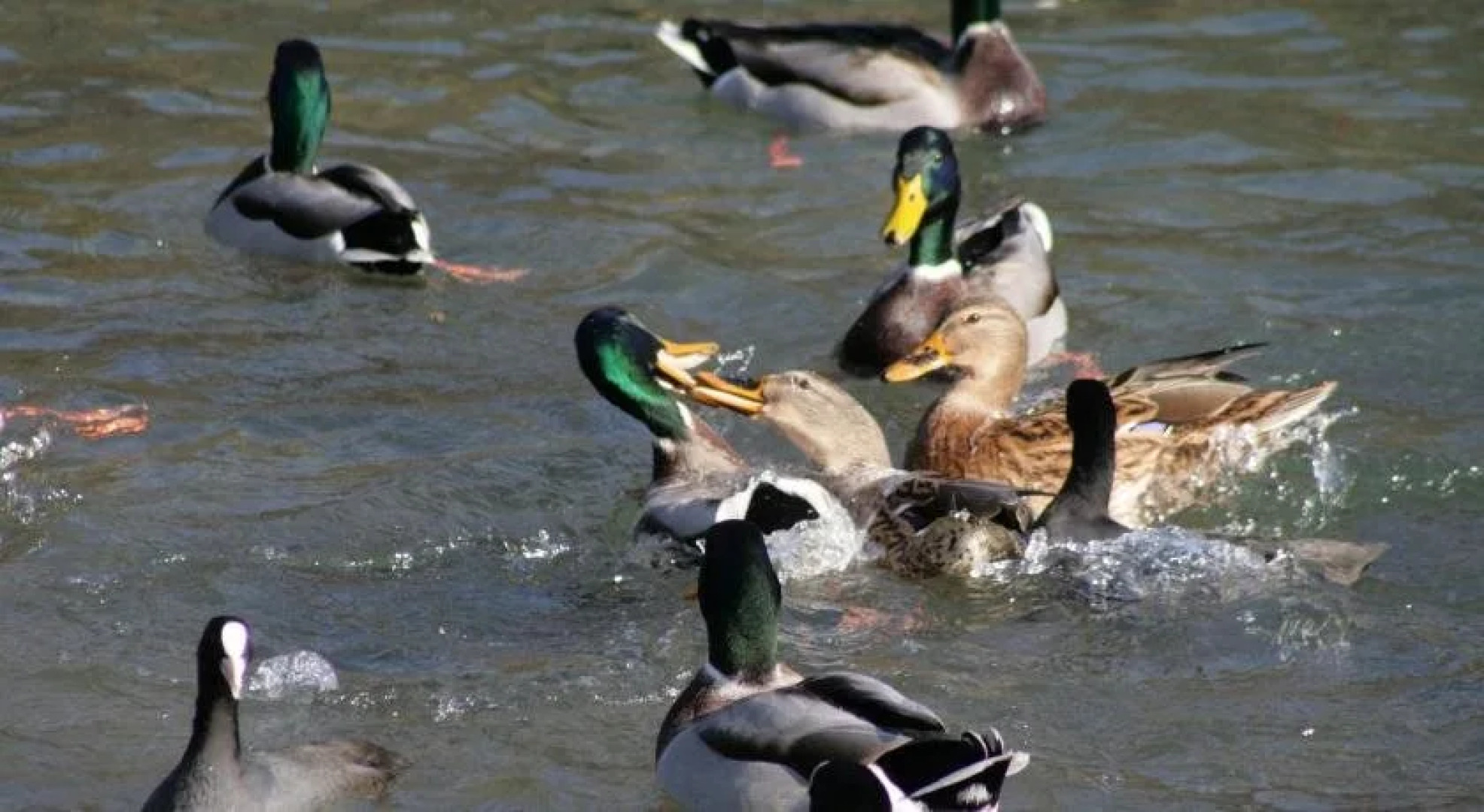 Hotel Bor & Grad Hrib