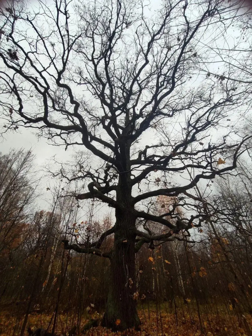 Таунхаус в Петергофе