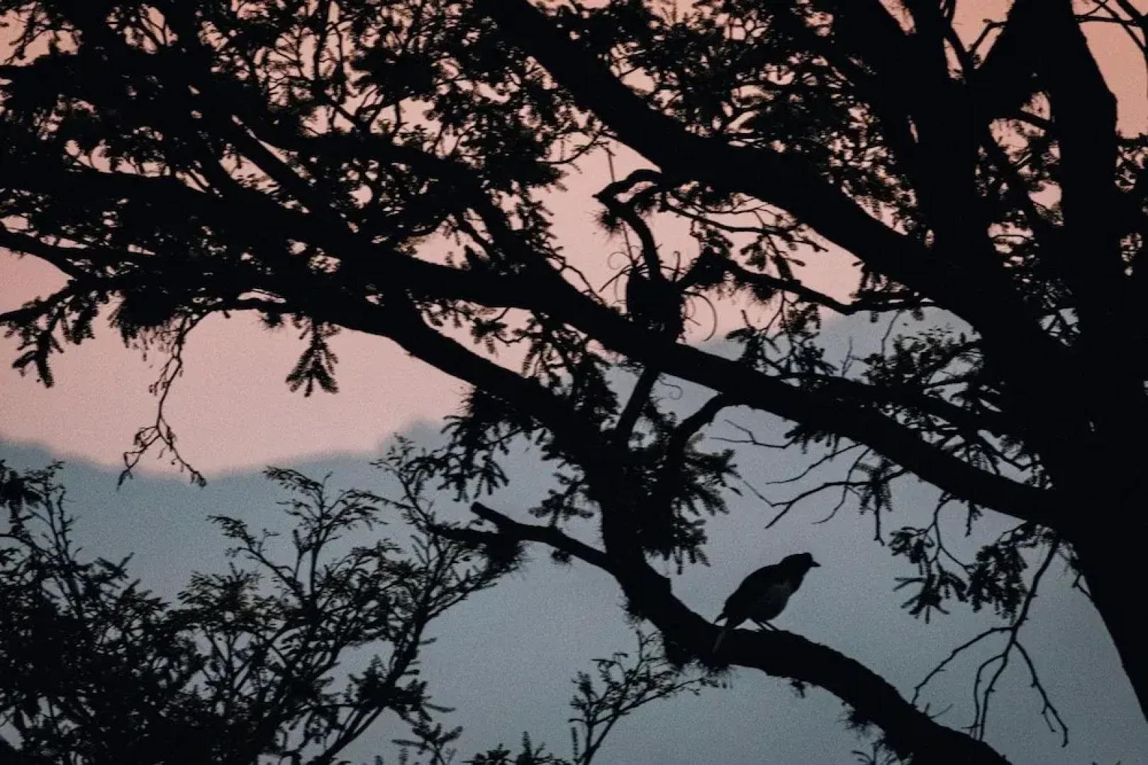 Pousada Terra dos Pássaros