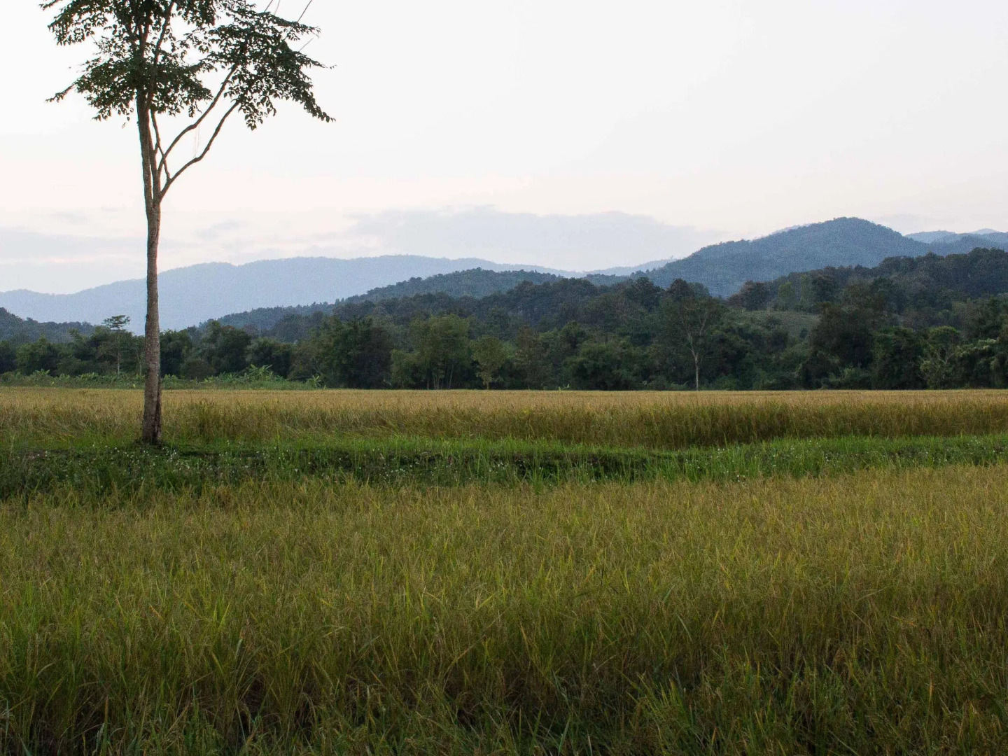 Bambuh Boutique Homestay